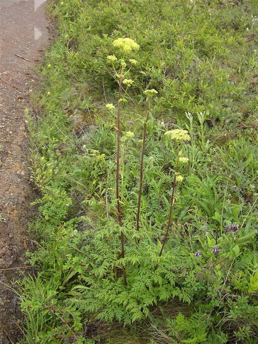 羌活见过吗用于风寒感冒头痛风湿痹痛肩背酸痛