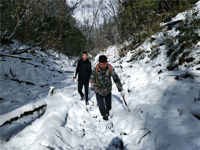中国大熊猫保护研究中心野外生态室开展冬季野外调查工作