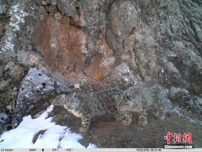  图为红外相机拍摄到的雪豹幼崽　山水自然保护中心 供图