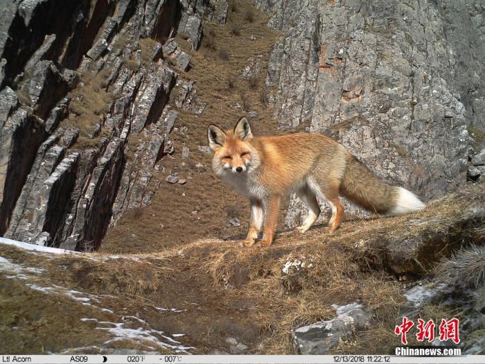 图为红外相机拍摄到的赤狐　山水自然保护中心 供图