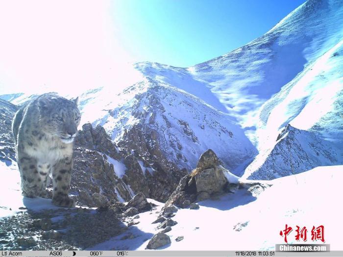 图为红外相机拍摄到的雪豹　山水自然保护中心 供图