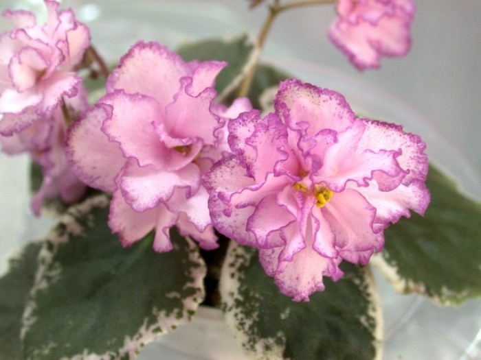 非洲堇花期超长能够连开好几个月堪比假花