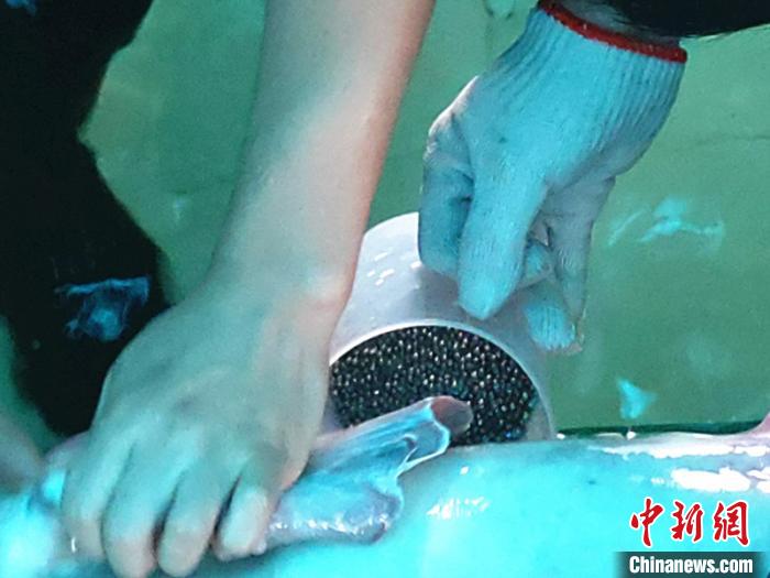 中华鲟的资料:2019年子二代中华鲟全人工繁殖取得成功 采集到鱼卵 吴川 摄