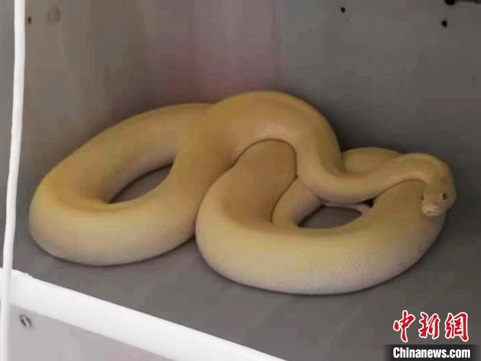 警方查获的黄金蟒（活体） 警方供图