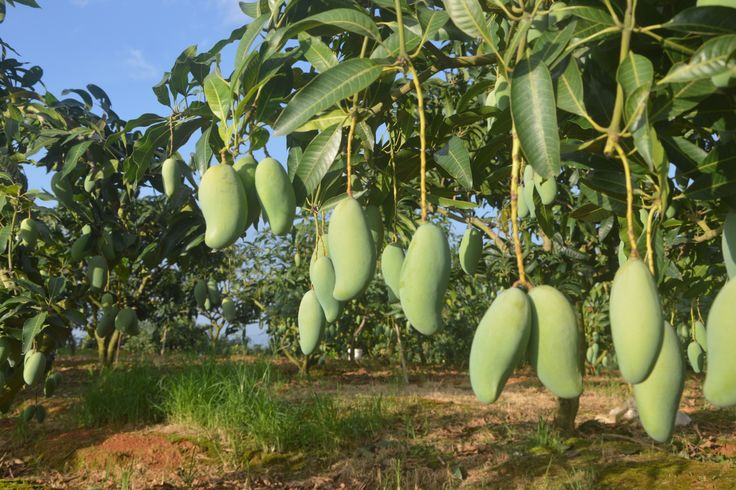 好卖到发癫!正宗桂七芒果,45元pick一箱!果园直供没差价