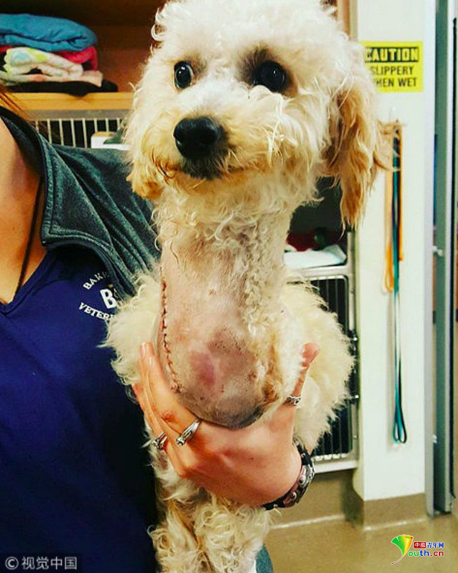 靠两条腿蹦蹦跳跳的"袋鼠狗" 身残志坚让人心疼