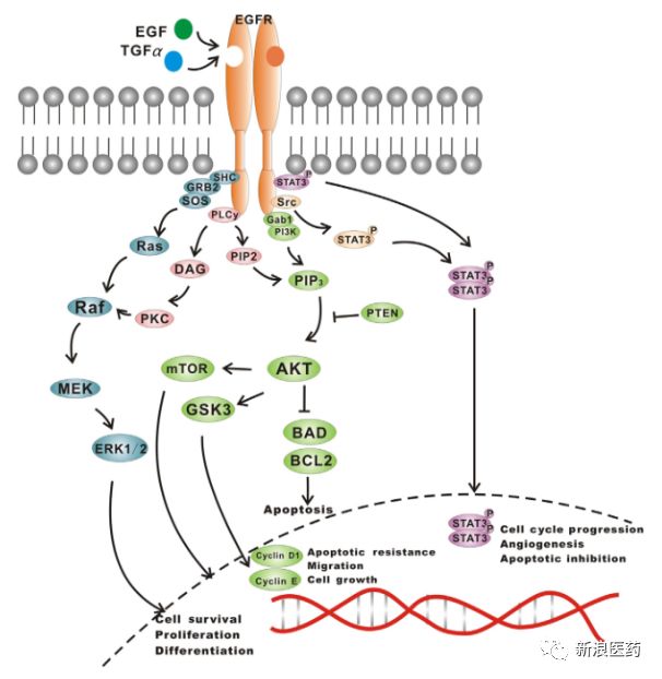 肺癌治疗药物最新研究进展:已上市58种,300多种临床进行中