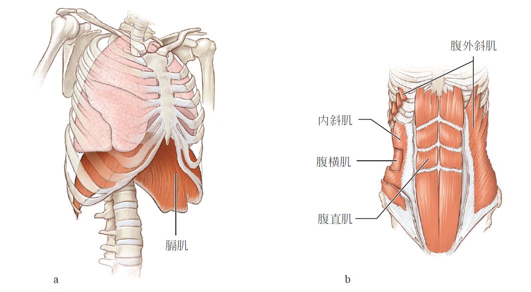中部核心上部核心由胸部肌肉和肩膀前部,背部肌肉和肩背部肌肉组成.