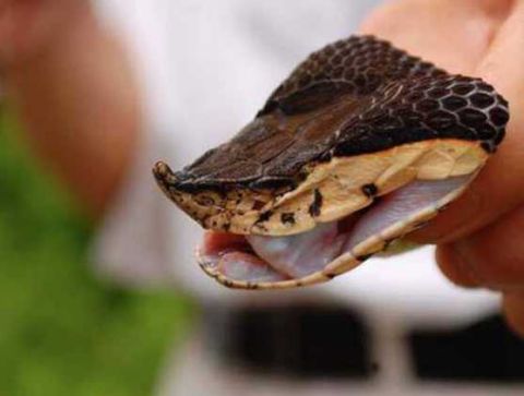 一旦被咬100步内必定毒发身亡 危险的生物"百步蛇"