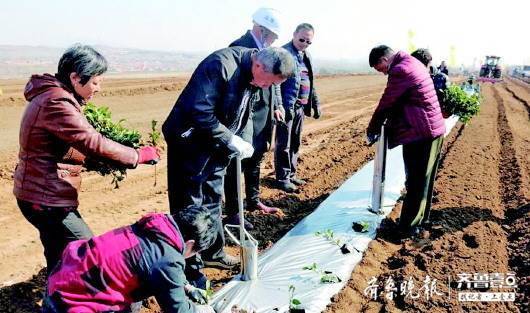 不光出省还要出圈!山东茶提档升级打品牌,新茶商有新玩法