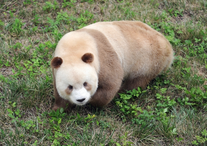 秦岭棕色大熊猫:"弃仔"到"七仔" 命运大不同