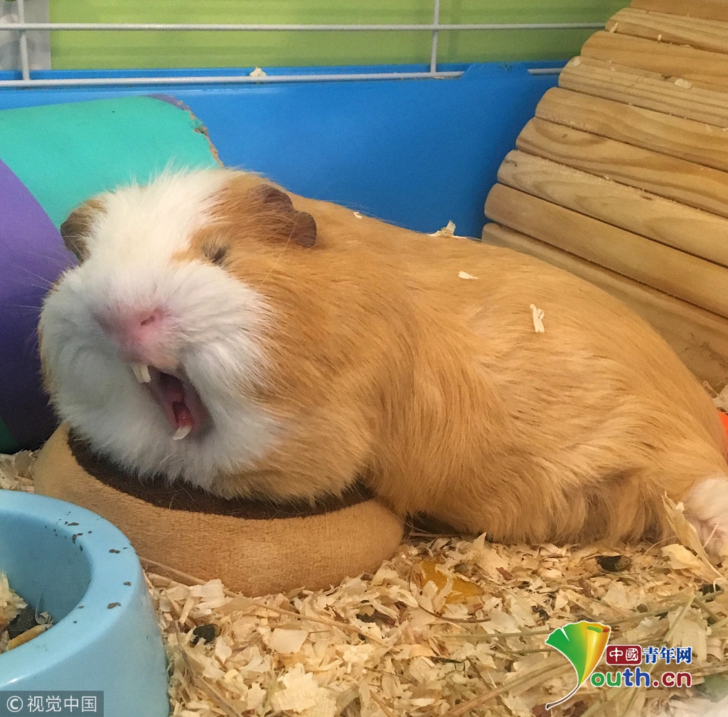 国外小豚鼠头戴小帽子拍萌照拥有一万多名粉丝