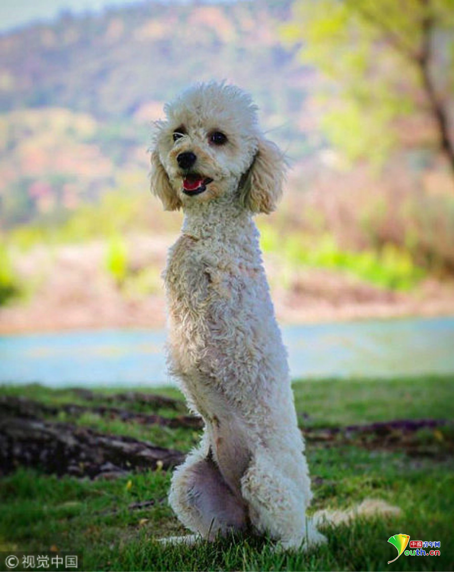 靠两条腿蹦蹦跳跳的"袋鼠狗" 身残志坚让人心疼