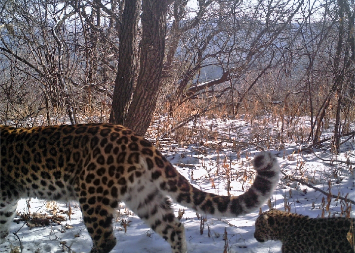 山西和顺:年轻母豹喜当妈 "下田过路"频露面