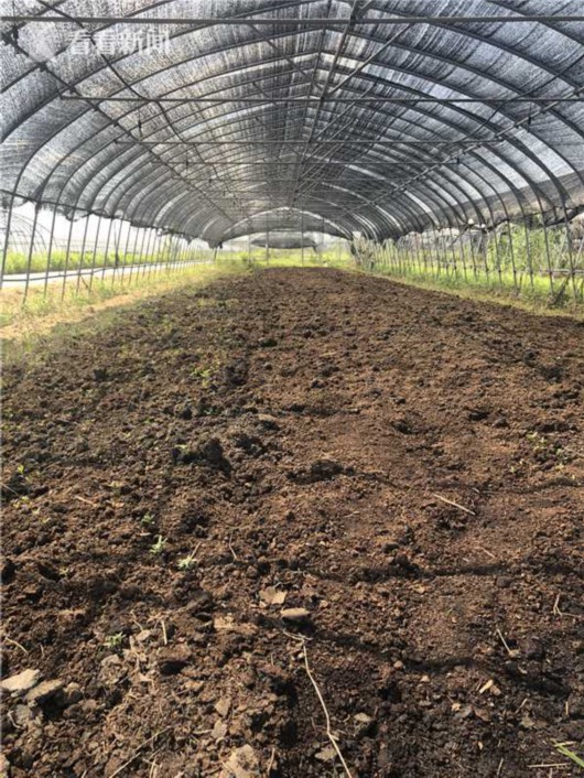 金山区蚯蚓养殖示范培育基地场长蒋联辉说:"最起码可以提高15%的机质