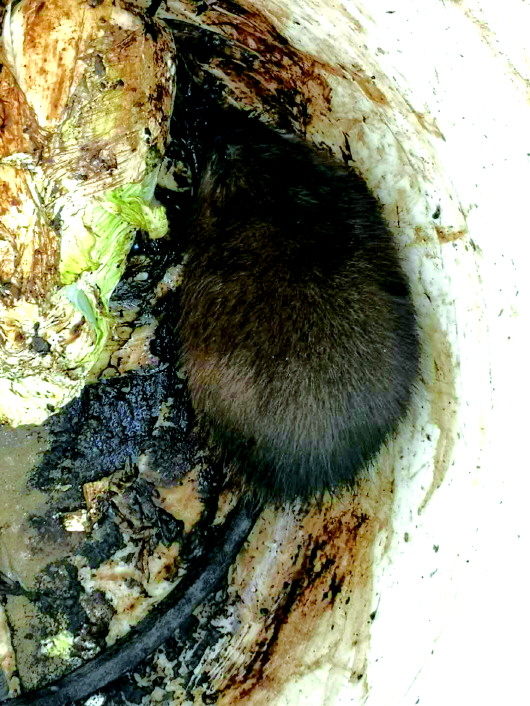 村民抓到一只40厘米长硕鼠