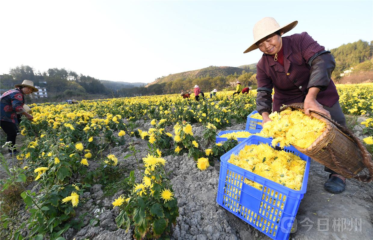 11月12日,村民在桂东县普乐镇杨岭村金丝皇菊产业种植基地采摘鲜. .