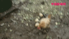 "肆无忌惮的放生行为,不仅严重破坏了寺庙的清净,也令不杀生的僧人们