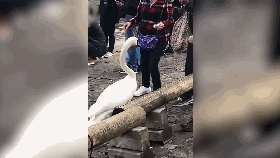 一名游客挑逗天鹅后被天鹅抢走物品