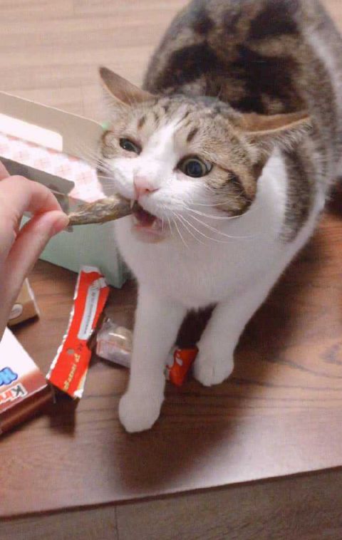 仔细一看,瓜皮酱都惊吓成表情包辣!