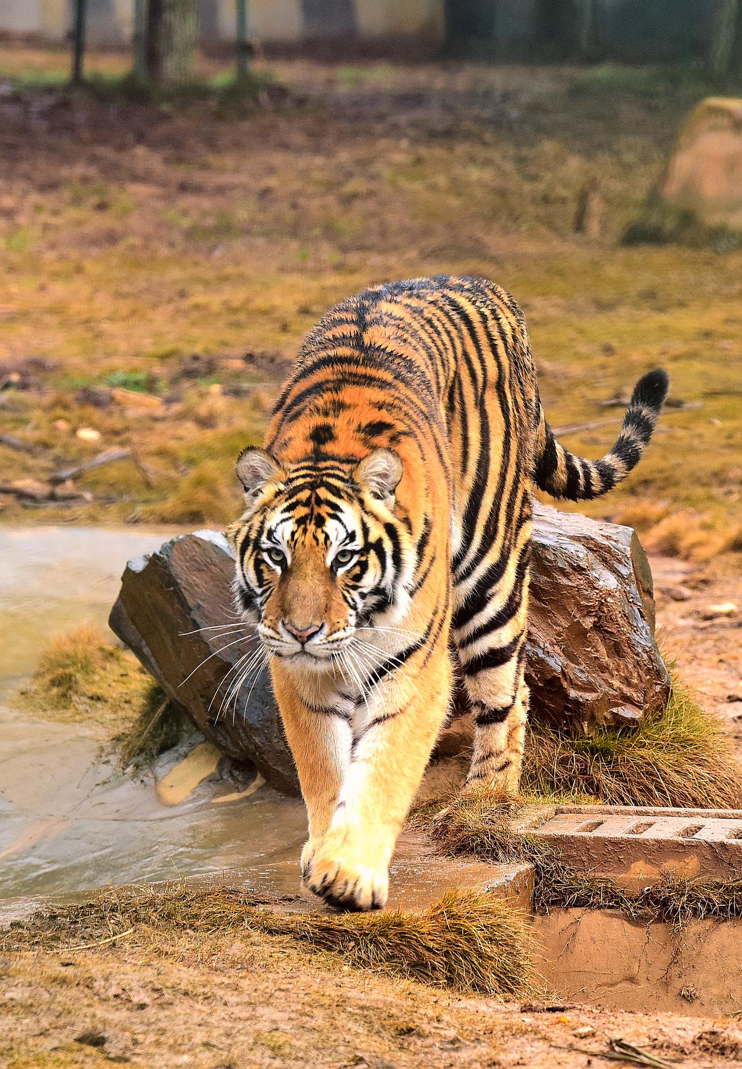 【新春走基层】虎哥朱豫刚:陪着近百只老虎过大年