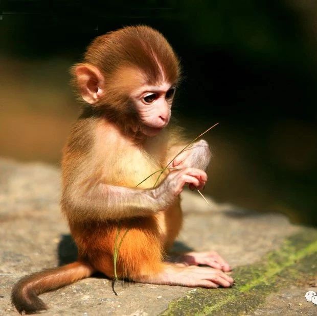 盐城一户居民花9000元买只猕猴当宠物 2人被逮捕