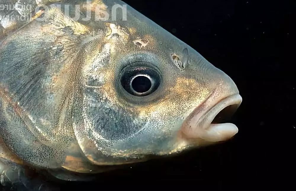 太美的鲫鱼舍不得炖,于是有了金鱼