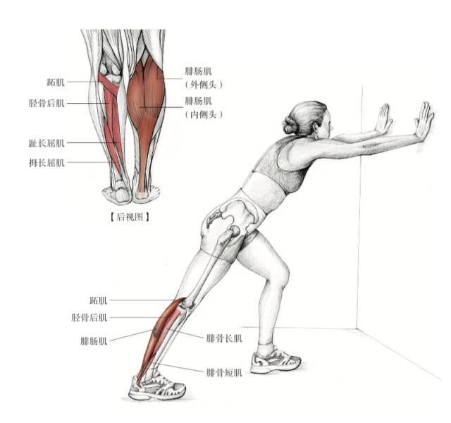 小腿肌肉训练方法图解图片