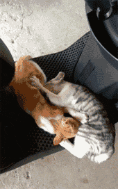 养猫后,我变成了腐女.