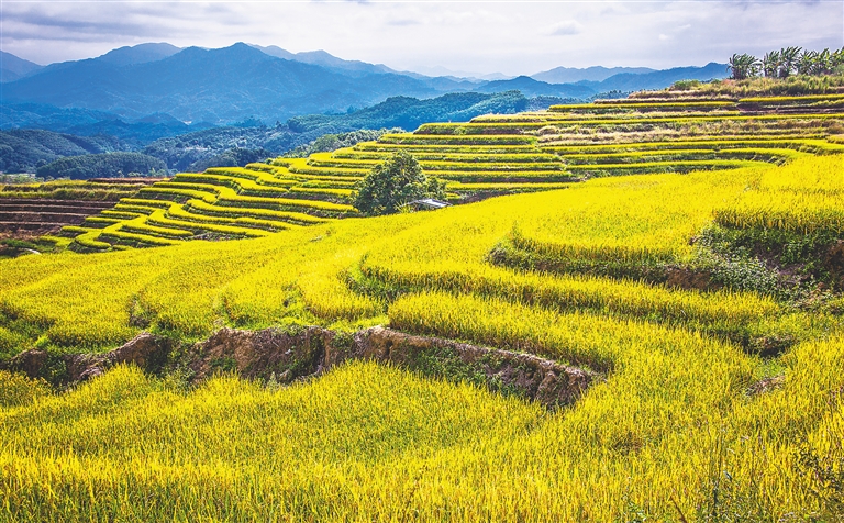 牙胡梯田美如画