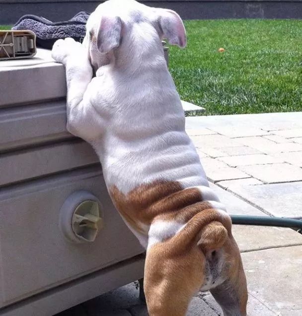 养英国斗牛犬你们后悔过吗?