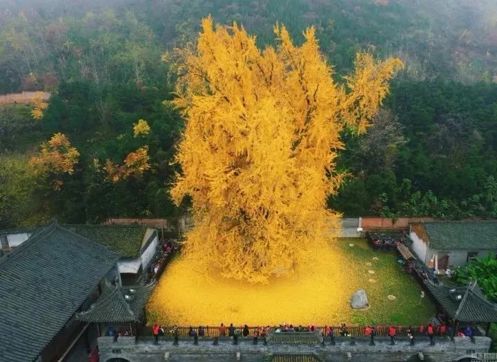 李世民栽了一棵银杏树美了1400年