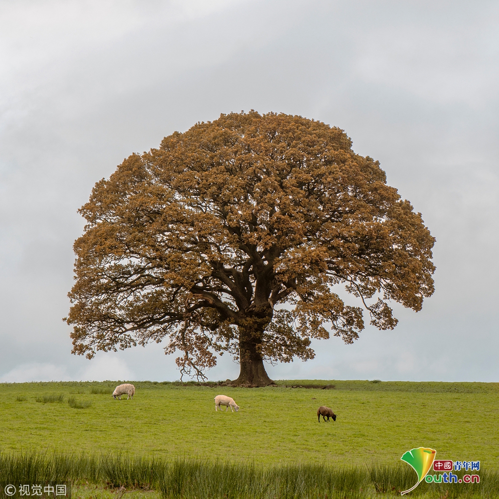 英国摄影师耐心跟踪橡树 拍出四季变幻|橡树|变幻|四季_新浪新闻