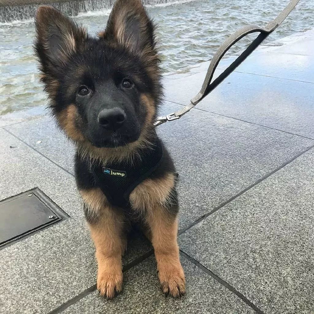 德牧宝宝的成长烦恼立耳好难哦