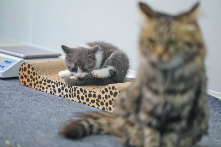 ▲“大蒜”和她的“妈妈”形影不离。代孕猫妈妈是一直中华田园猫，生育的大蒜则是英短猫。