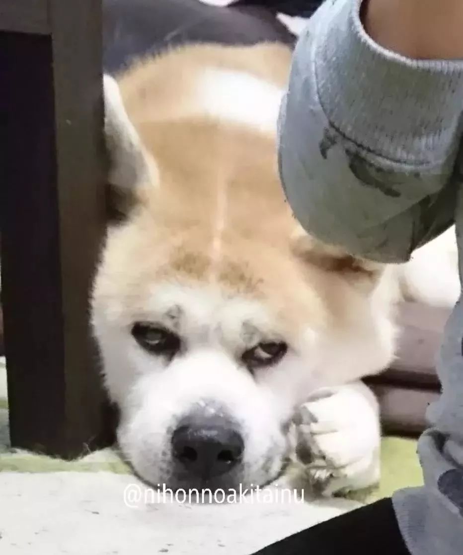 狗狗寸步不离的守着孩子,画面超暖,可看到这货的表情.