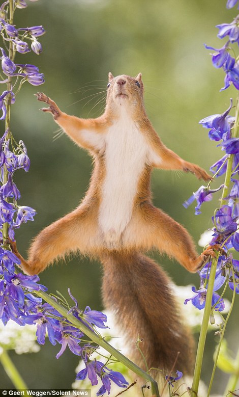 红松鼠做高难度劈叉动作萌翻了