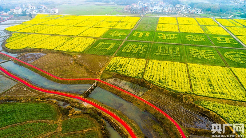 镜见江西赣北油菜花进入盛花期