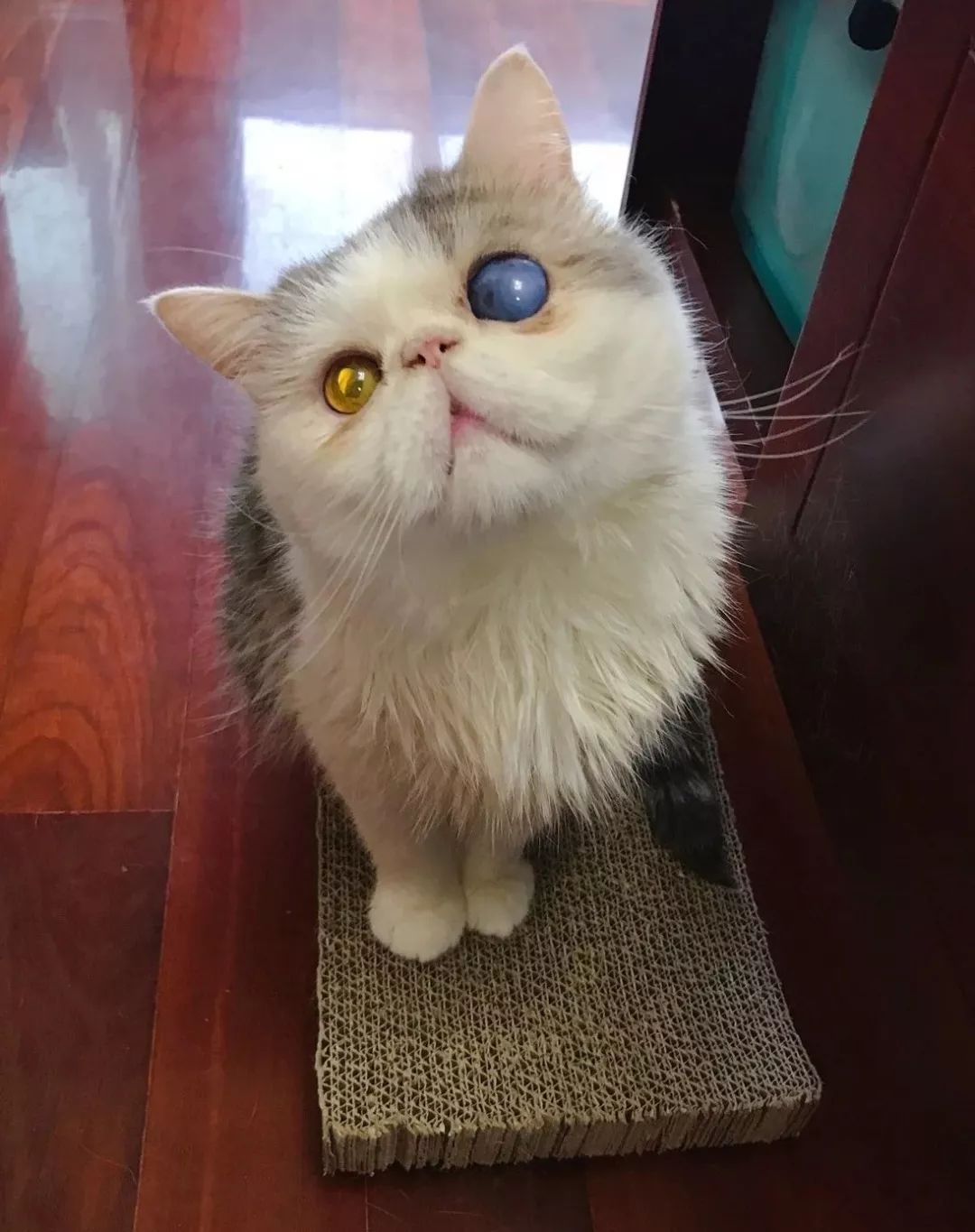 曾经我也很羡慕其他猫有一双宝石般的眼睛,直到遇见了你… | 猫圈话题