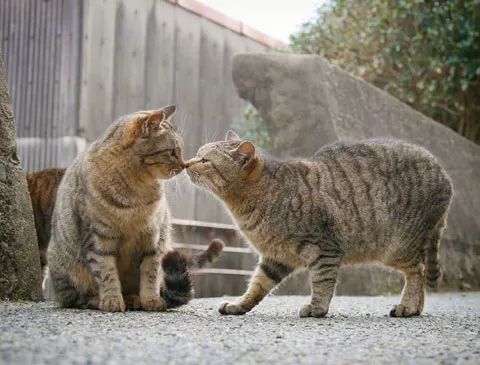 推主拍下街头两猫的各种蹭蹭瞬间,单身狗看了会被暴击,慎点.