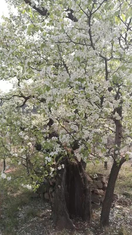 刷爆朋友圈的 后花园 百岁梨树竟然藏在这 手机新浪网