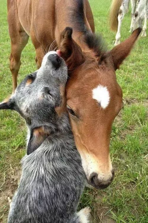 马和狗的爱恋:深情不及久伴