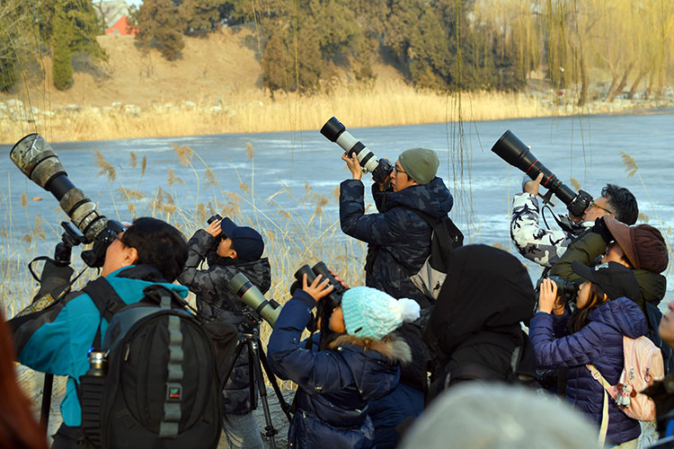 圆明园观鸟行动轻声细语|圆明园|观鸟|观鸟者_新浪新闻