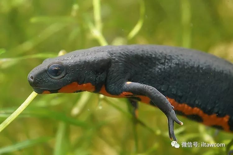 物种图册东方蝾螈