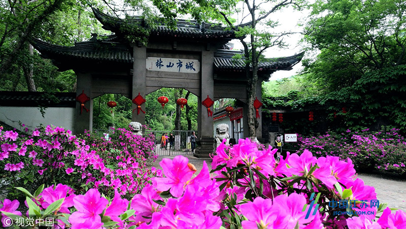 镇江南山杜鹃花开满园景色美