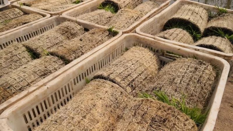 《图说三夏》| 插秧——种大米