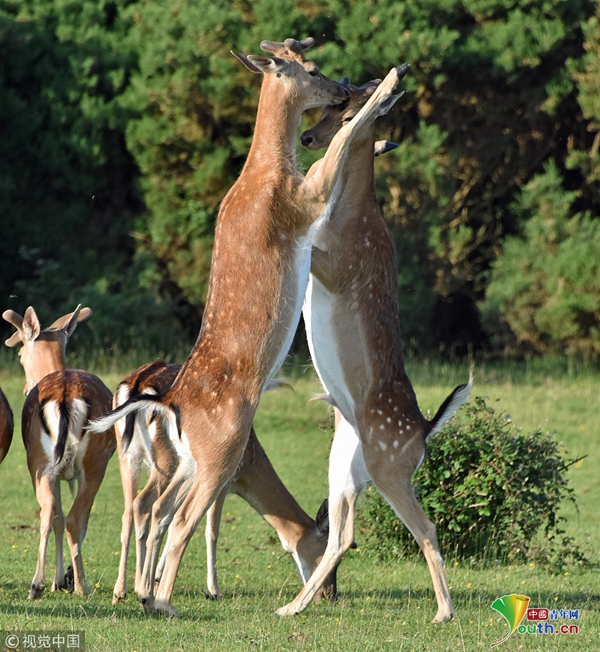 英国公鹿打架似在跳探戈 毫无火药味"亲密"十足