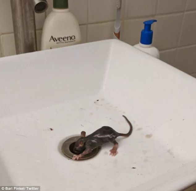 纽约公寓洗脸池内钻出僵尸老鼠,纽约的老鼠你惹不起