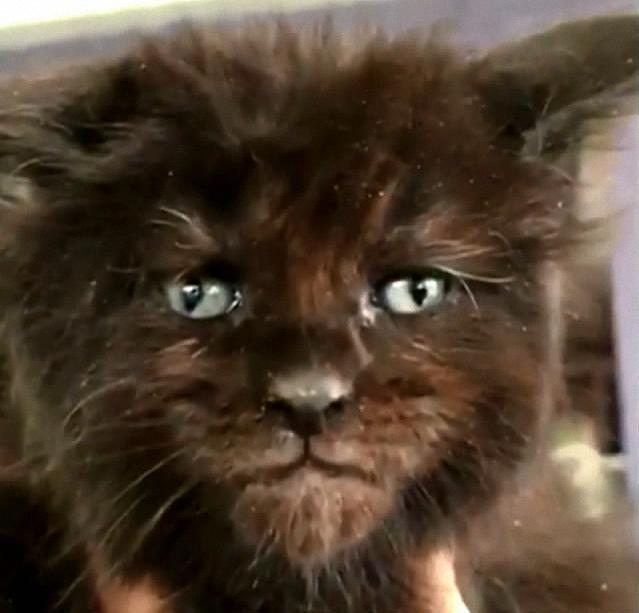 这只猫居然长了一张人脸网友惊呼被吓到