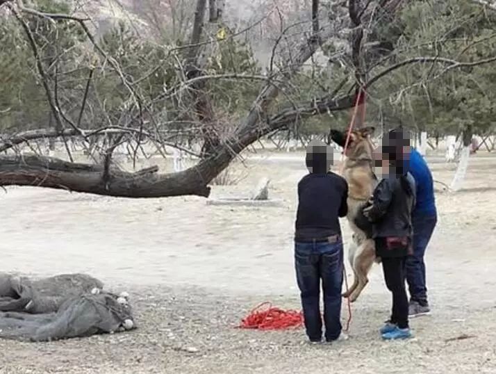 不忍直视内蒙古一公园内竟然有人公然杀狗